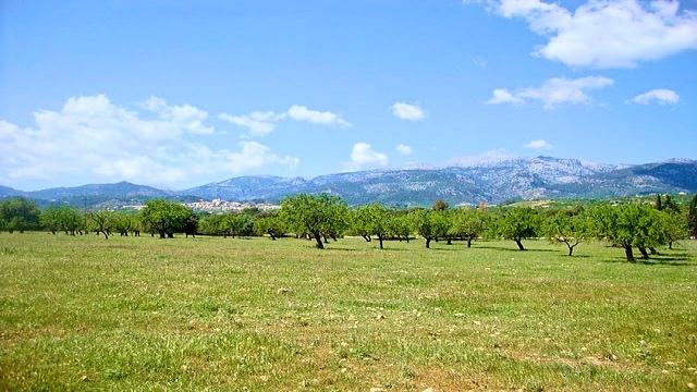 INVESTMENT: Huge plot with partial sea views in Santa Ponsa